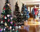 Display of Christmas trees Whangarei
